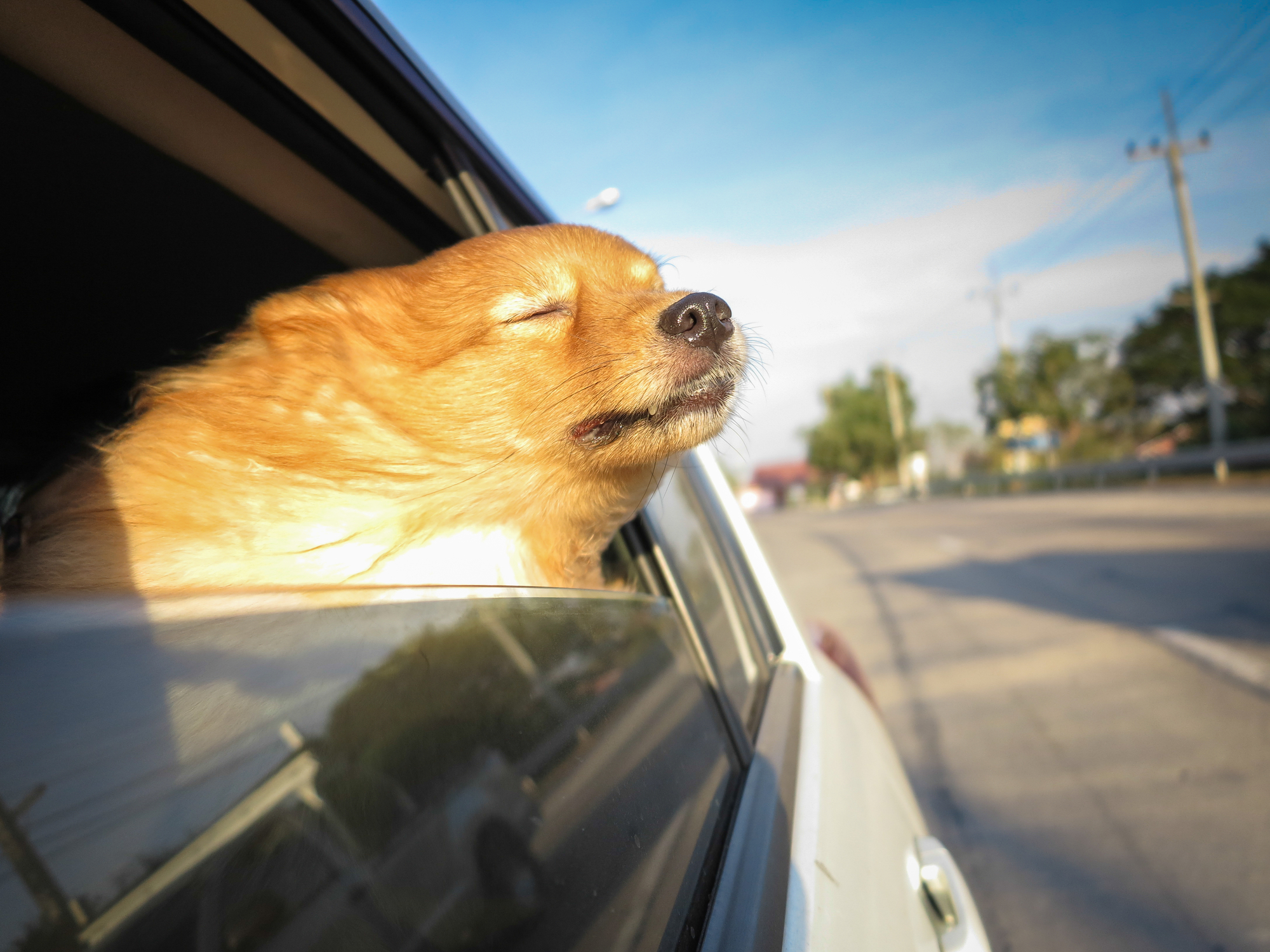 Dog is not pinched by car side window, happy dog