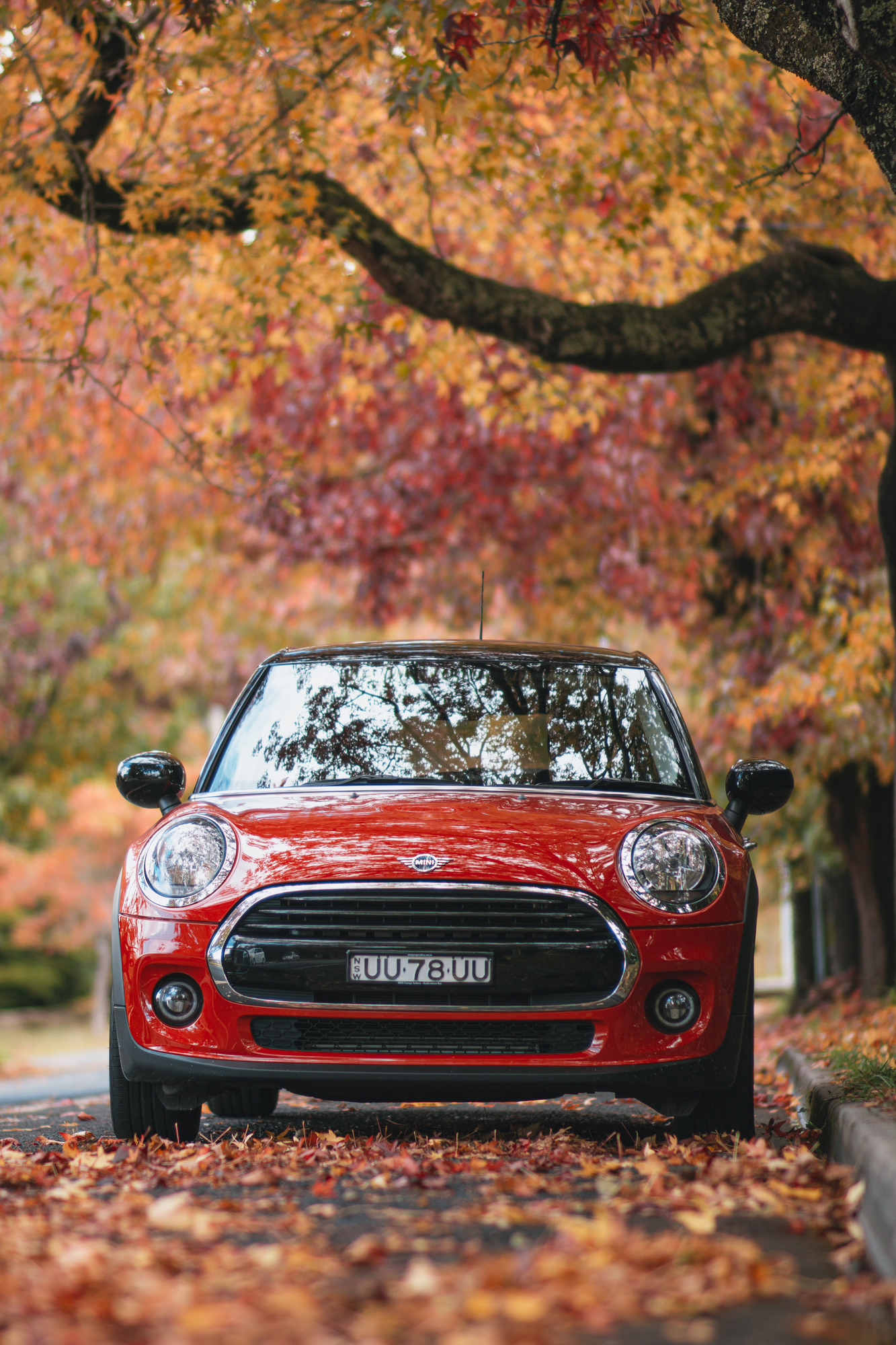 Red Mini under tree, fall outside