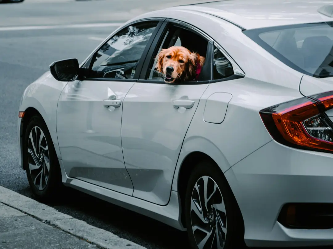 A dog looking from the side window of a Honda Accord.