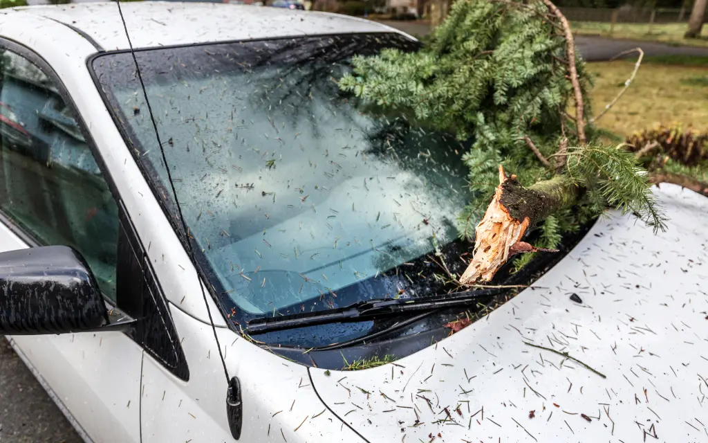 Vehicle and Tree Sap on the windshield